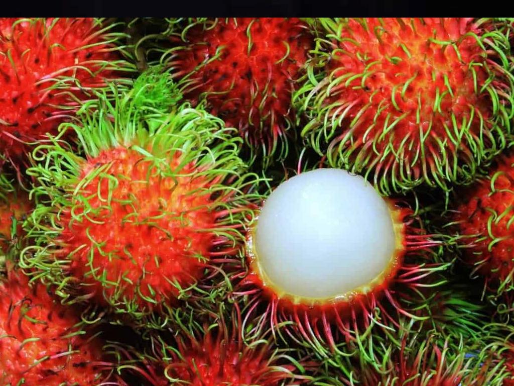 chom-chom-tuoi-ngon