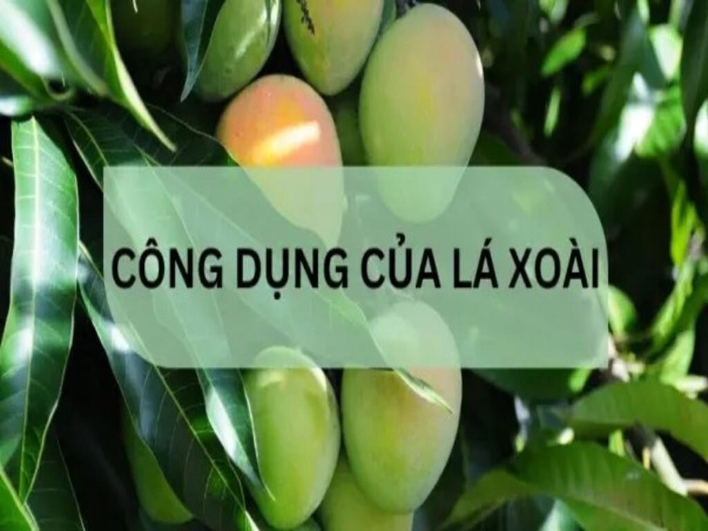 Công dụng của lá xoài trong đông y có gì đặc biệt?