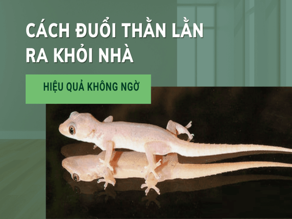Cách đuổi thằn lằn giúp không gian sống sạch sẽ, an toàn