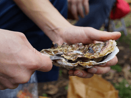 cách tách hàu dễ dàng