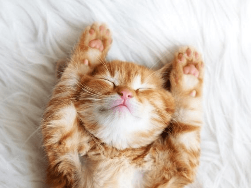 Tại sao mèo ngủ nhiều khiến chủ nuôi luôn “ngỡ ngàng” rồi đổi cách chăm
