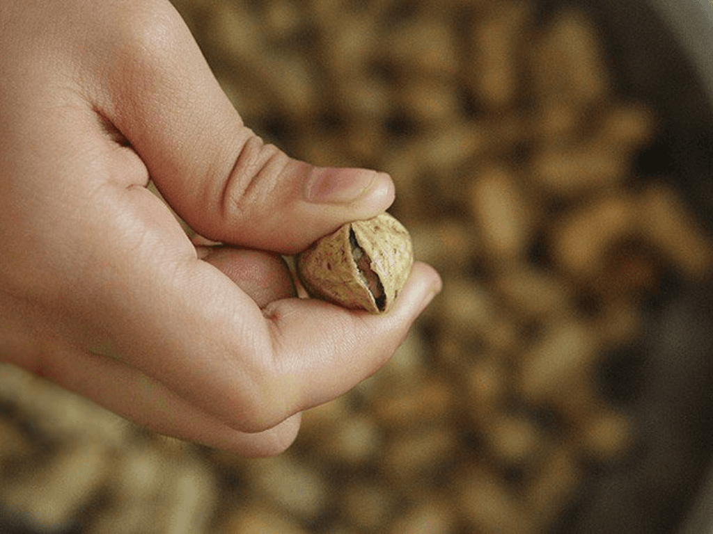 Cách luộc lạc ngon bí quyết để hạt lạc bở tơi béo bùi “tốn bia” phải biết