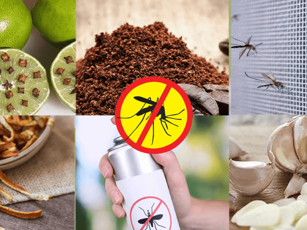 Cách đuổi muỗi trong phòng ngủ vừa an toàn, vừa cực kỳ hiệu quả 100%
