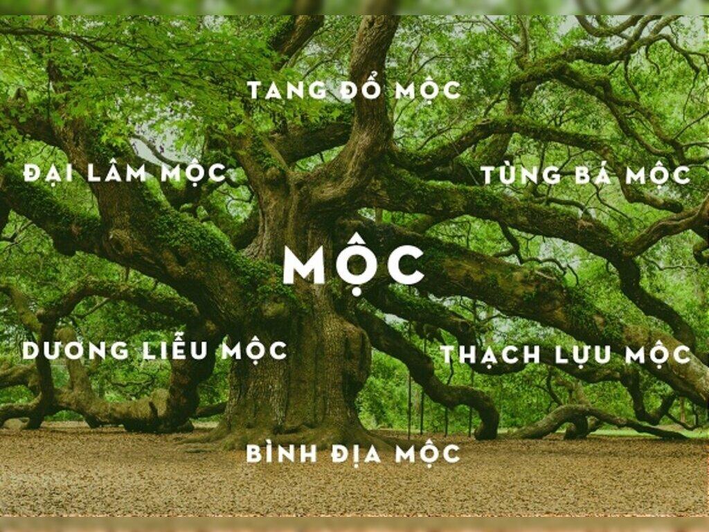 mệnh mộc