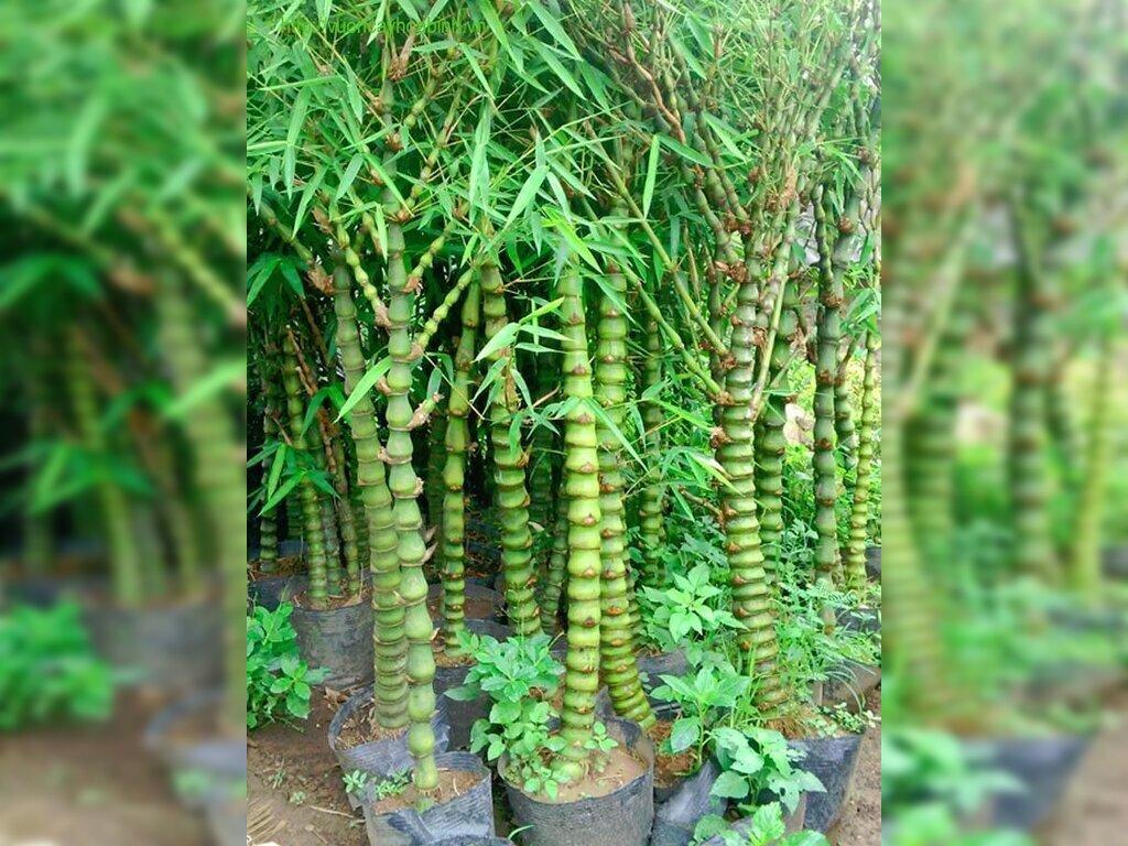 Cây trúc phong thủy