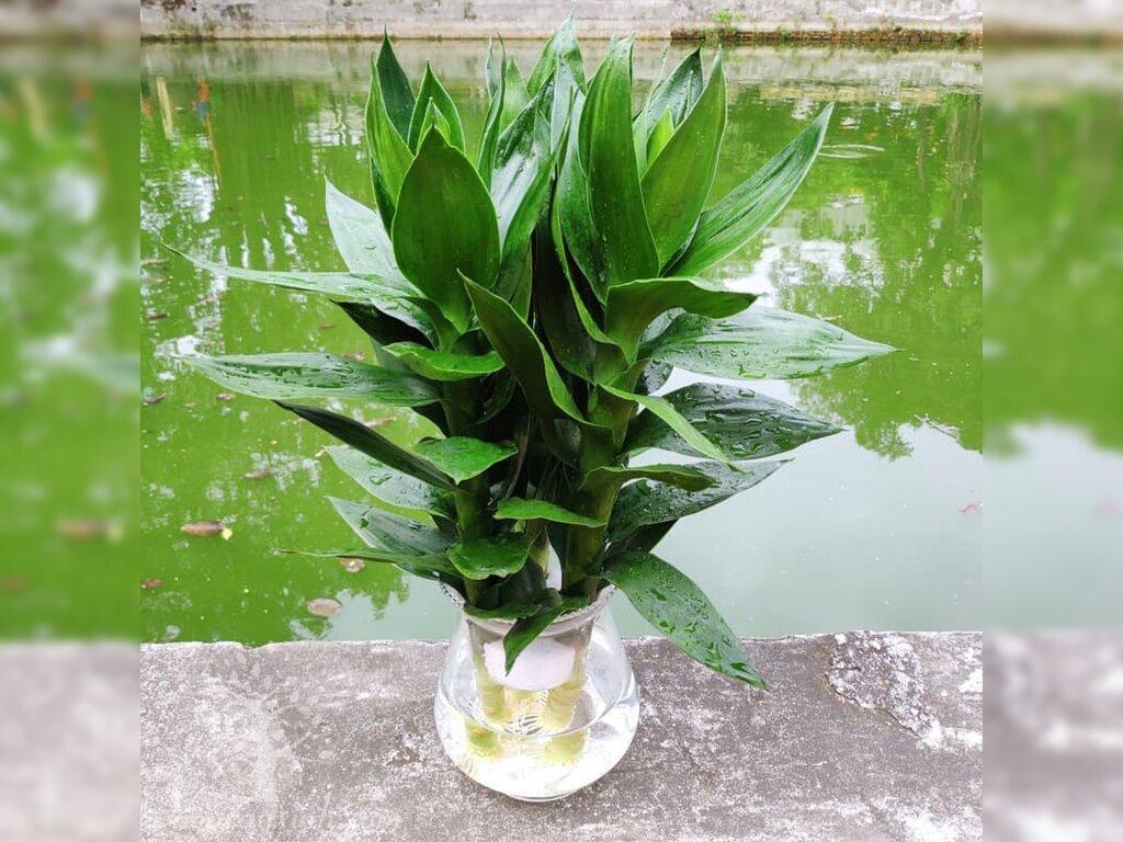 cây phong thủy tuổi Hợi 1983