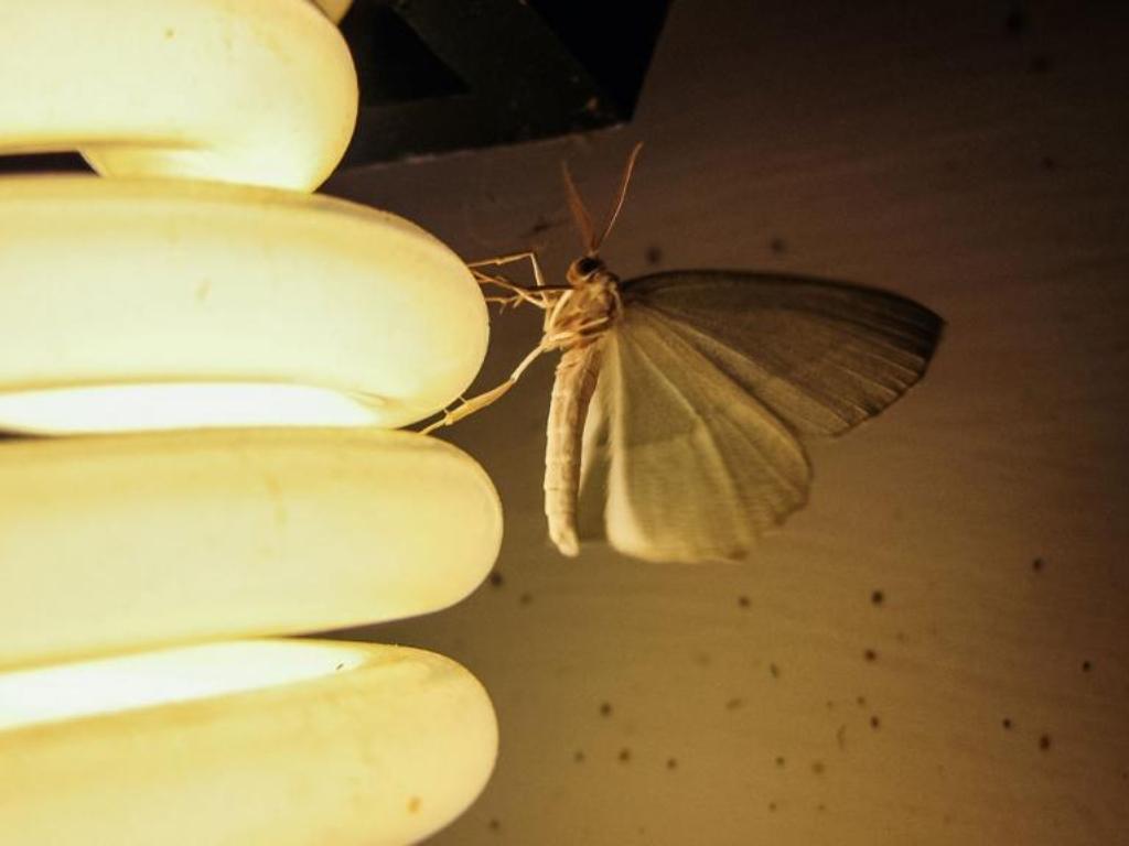 Đèn bắt muỗi có hại không? Liệu có nên mua đèn bắt muỗi sử dụng?