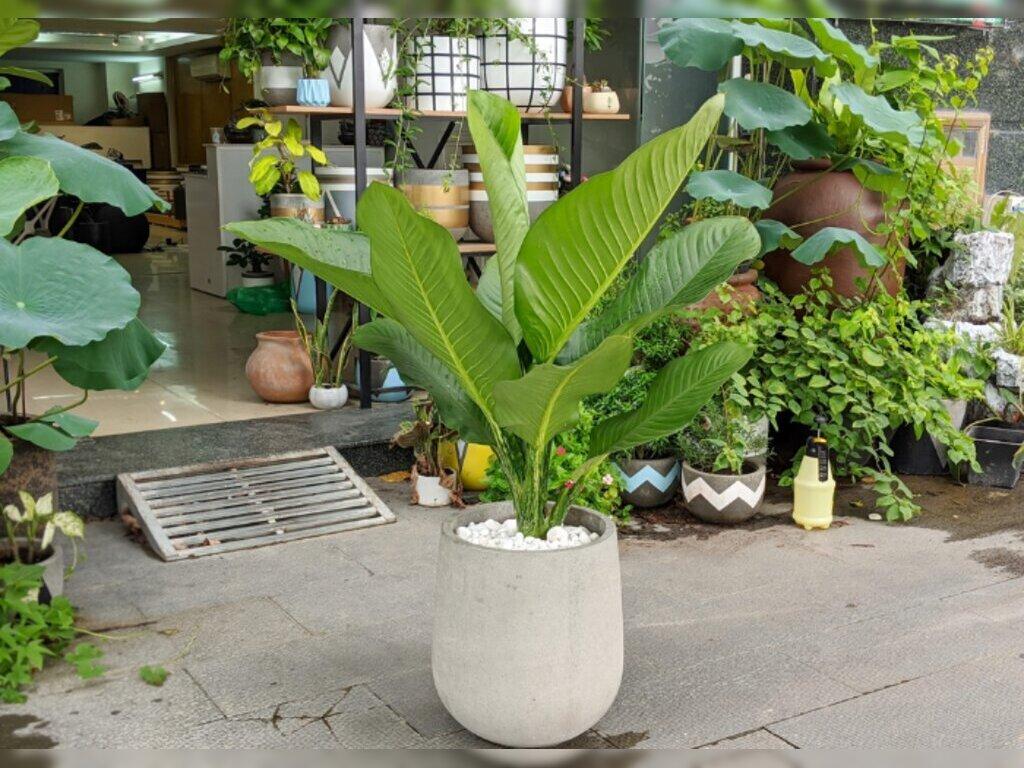 Cây Đại Phú Gia