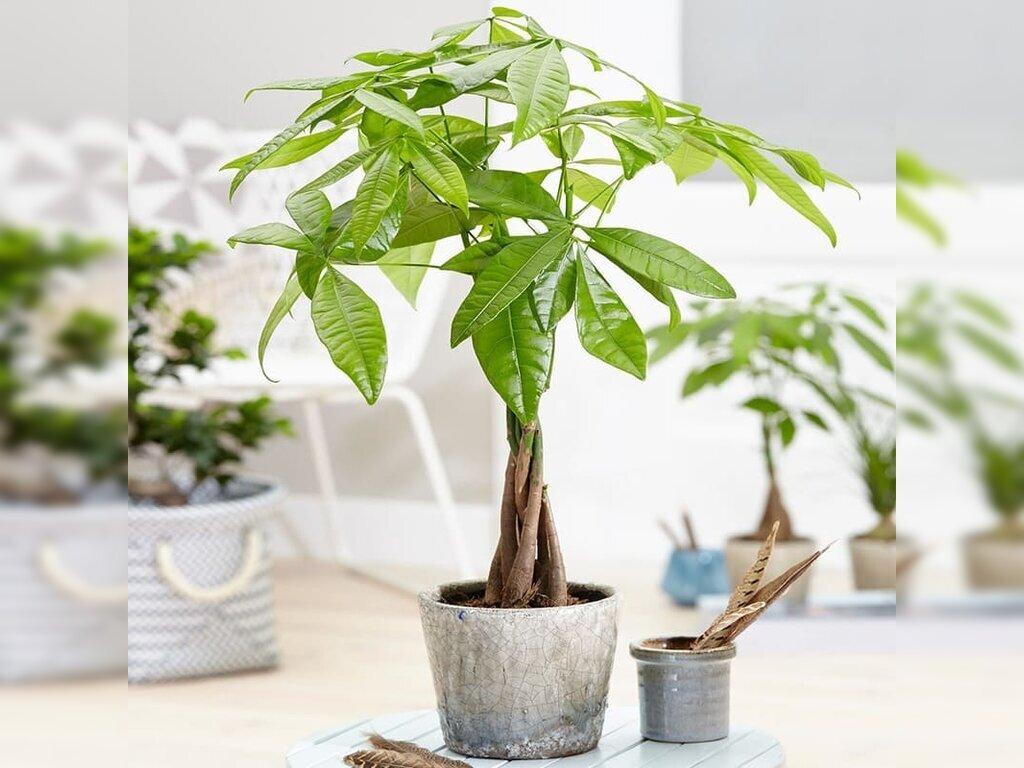 Trồng Cây Hợp Tuổi: Bí Quyết Thu Hút Tài Lộc và May Mắn Cho 12 Con Giáp