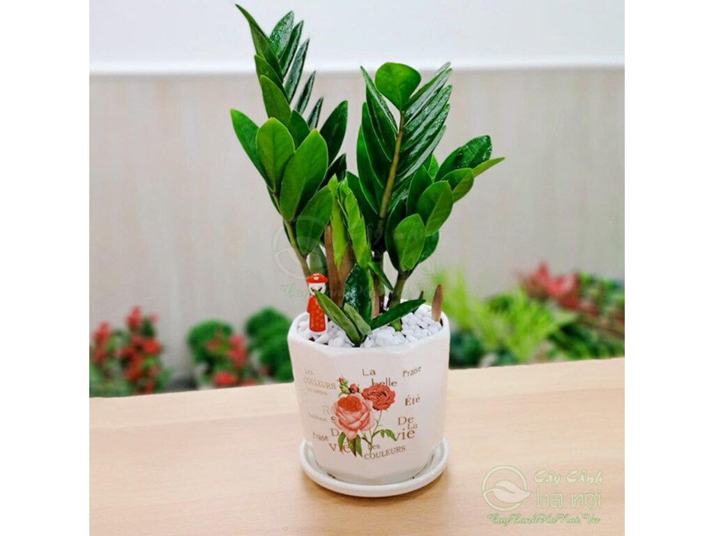 Cây Kim Tiền Kỵ Tuổi Nào? Tìm Hiểu Lý Do và Cách Chọn Tuổi Phù Hợp