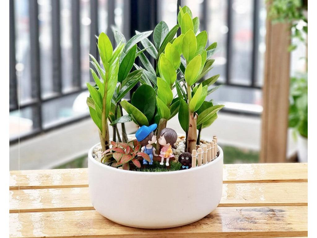 Cây Lưỡi Hổ Có Hợp Với Tuổi Quý Hợi Không? Khám Phá Phong Thủy Và Lợi Ích