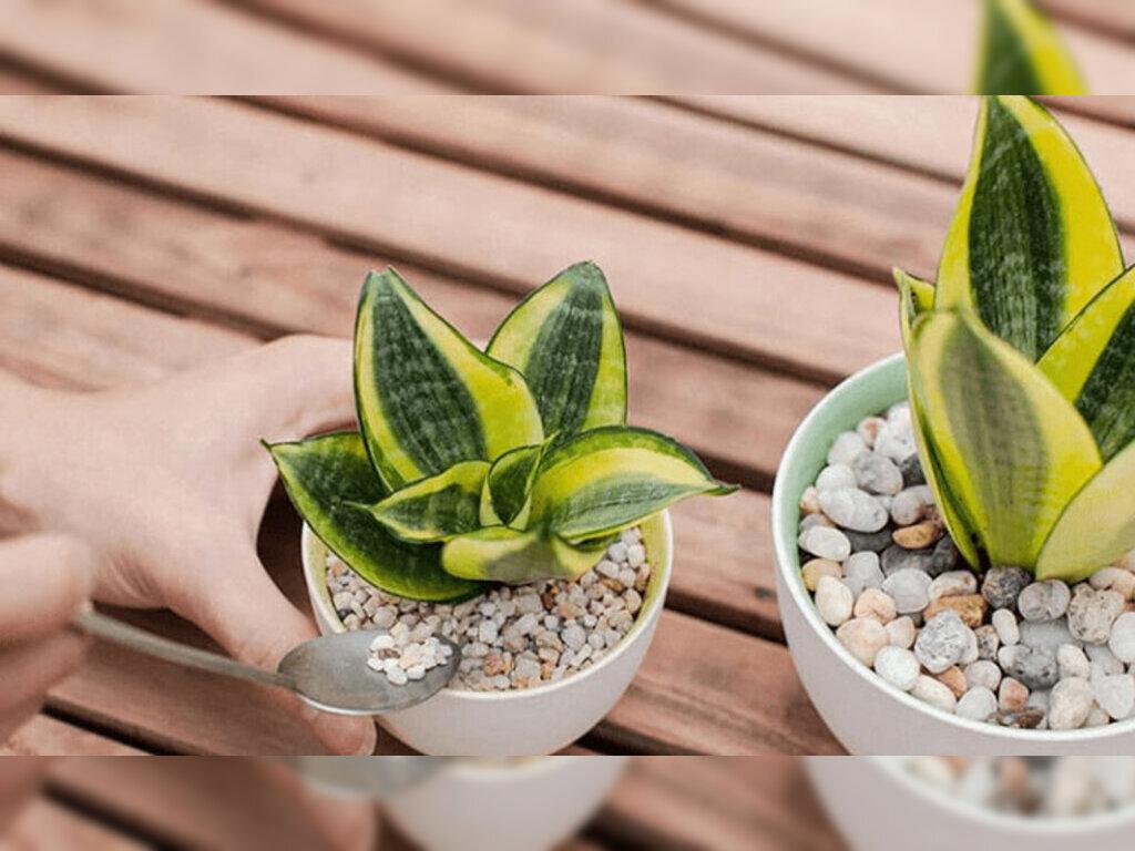 "Cây Lưỡi Hổ Hợp Mệnh Mộc Không?" - Khám Phá Bí Mật Phong Thủy Và Lợi Ích Sức Khỏe