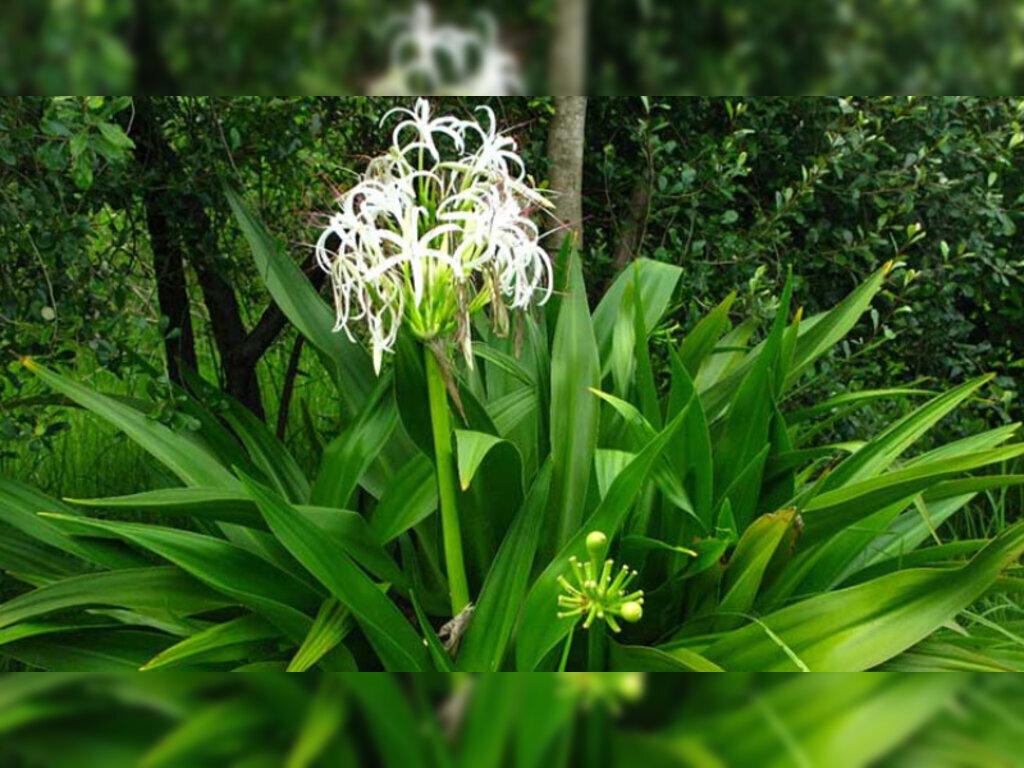 cây đại tướng quân phong thủy