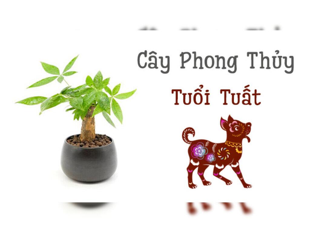 Cây Phong Thủy Tuổi Tuất: Các Loại Cây Mang Đến May Mắn Và Thành Công Cho Gia Chủ