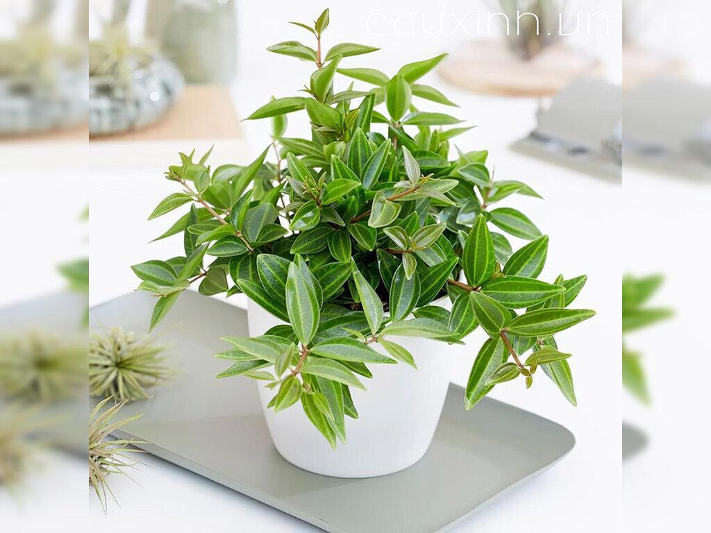 cây phong thủy giúp gia chủ hút tài lộc