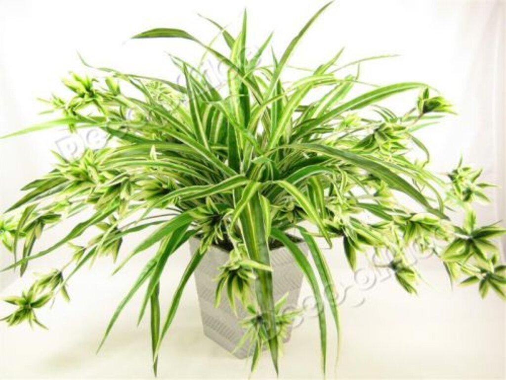 cây phong thủy giúp gia chủ hút tài lộc