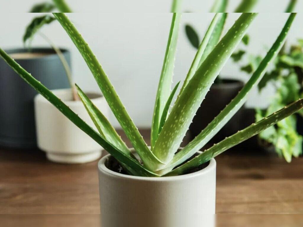 cây phong thủy giúp gia chủ hút tài lộc