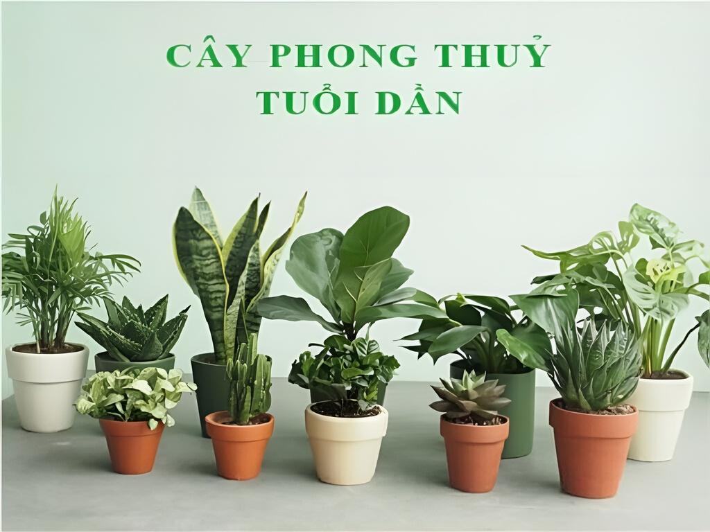 Tuổi giáp dần 1974 trồng cây gì hợp phong thủy và kỵ cây gì trong phong thuỷ