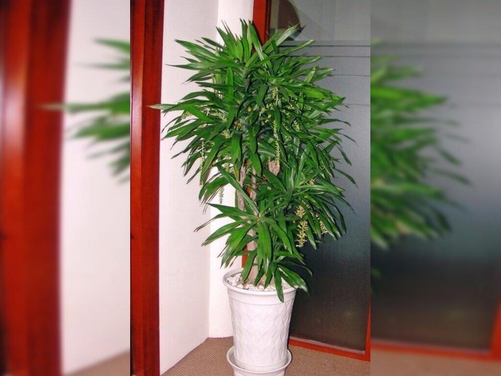 cây phong thủy giúp gia chủ hút tài lộc