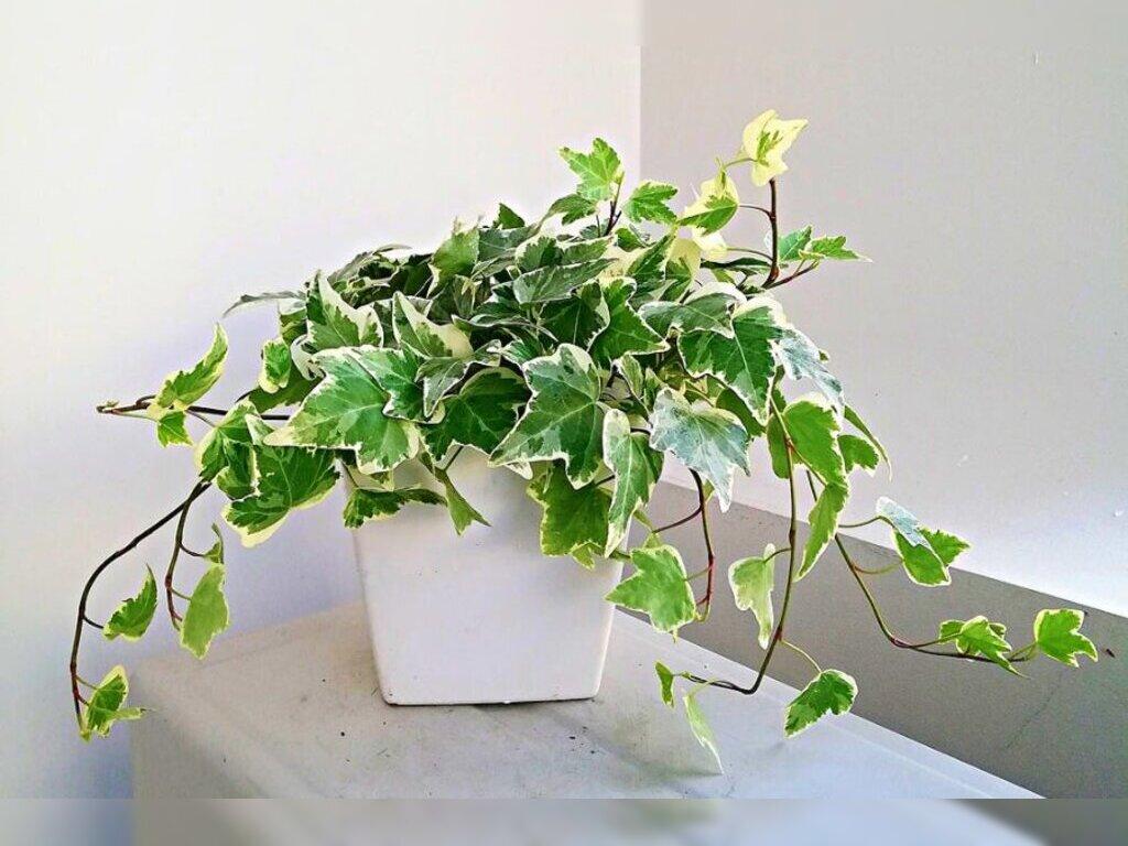 cây phong thủy giúp gia chủ hút tài lộc