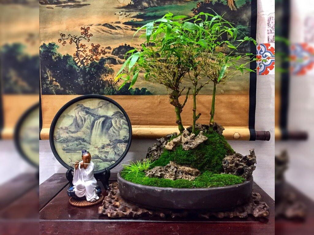cây phong thủy giúp gia chủ hút tài lộc