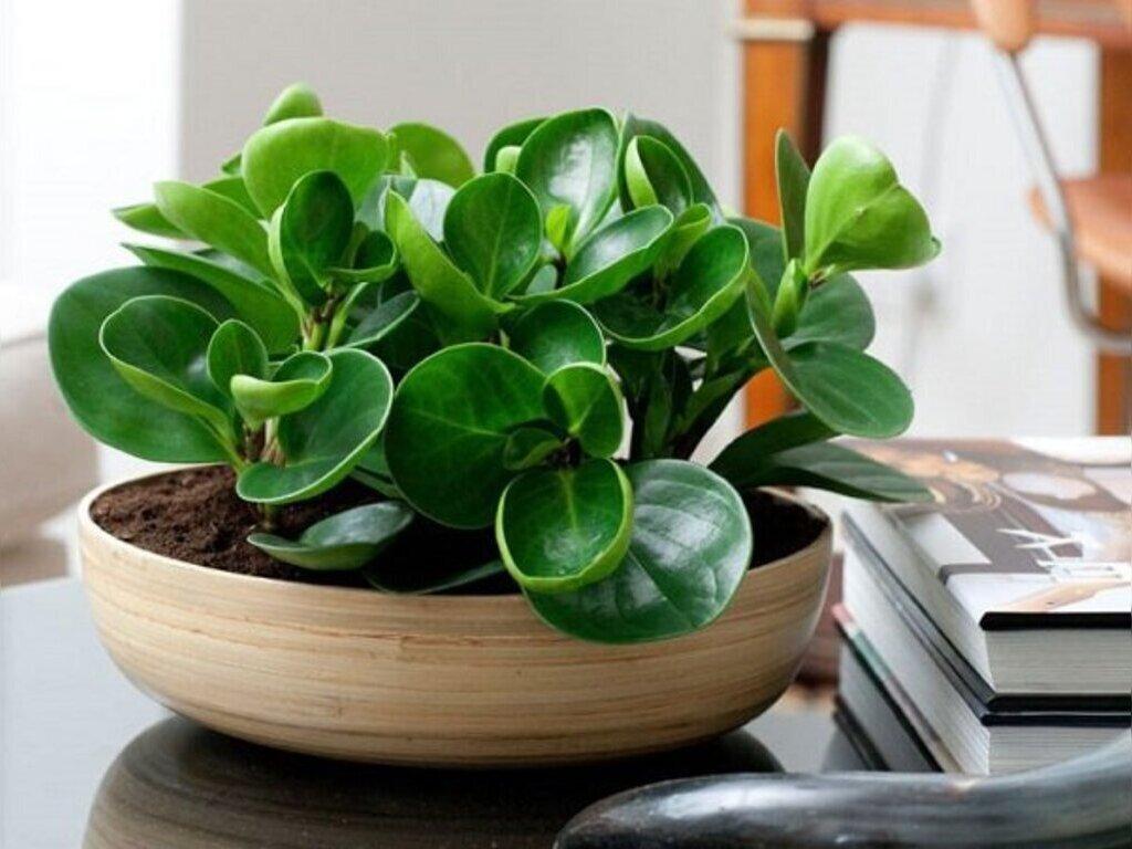 cây phong thủy giúp gia chủ hút tài lộc