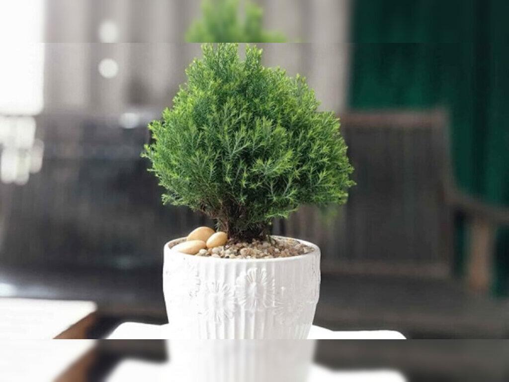cây phong thủy giúp gia chủ hút tài lộc