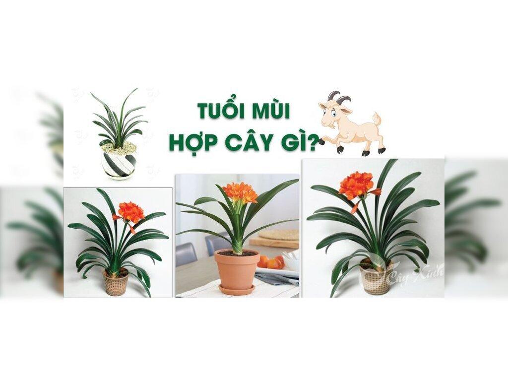 Cây Phong Thủy Tuổi Tân Mùi 1991 - Lựa Chọn Tốt Nhất Mang Lại May Mắn Và Tài Lộc