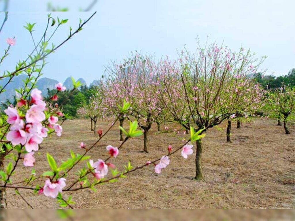 cây đào phong thủy