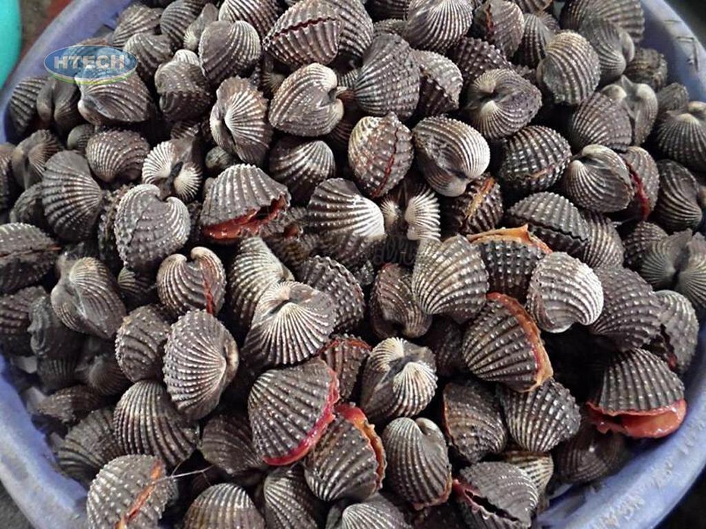 cach-chon-so-huyet-tuoi-ngon