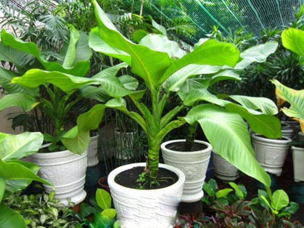 Cách trồng và chăm sóc cây đại phú gia