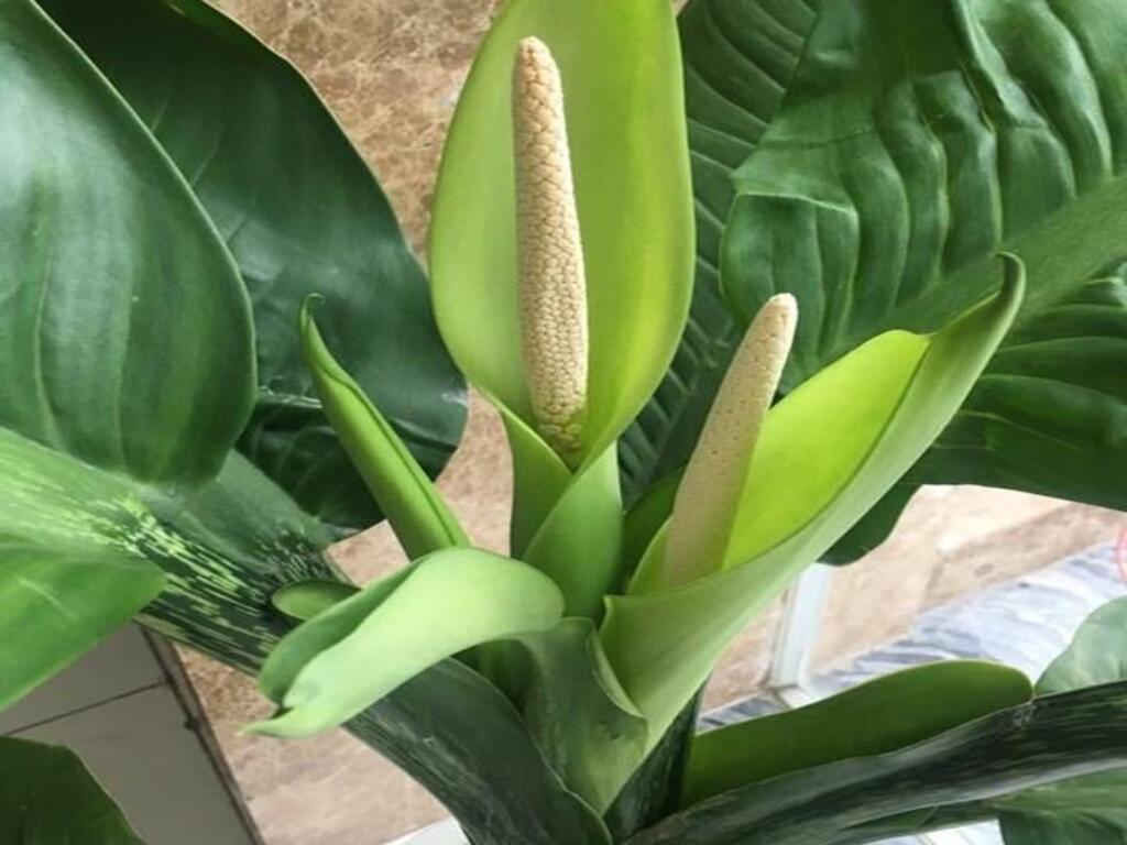 Cây đại phú gia hợp mệnh gì, tuổi nào?