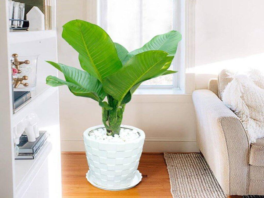 Cây đại phú gia là cây gì?