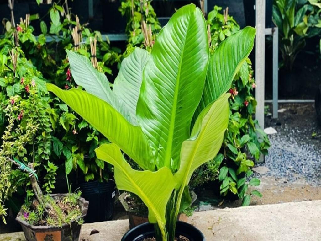 Vị trí đặt cây đại phú gia để phát huy phong thủy