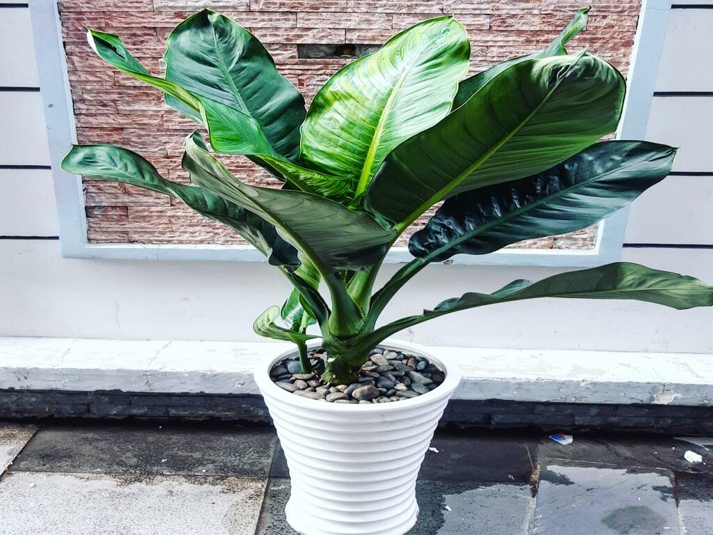 Ý nghĩa phong thủy của cây đại phú gia