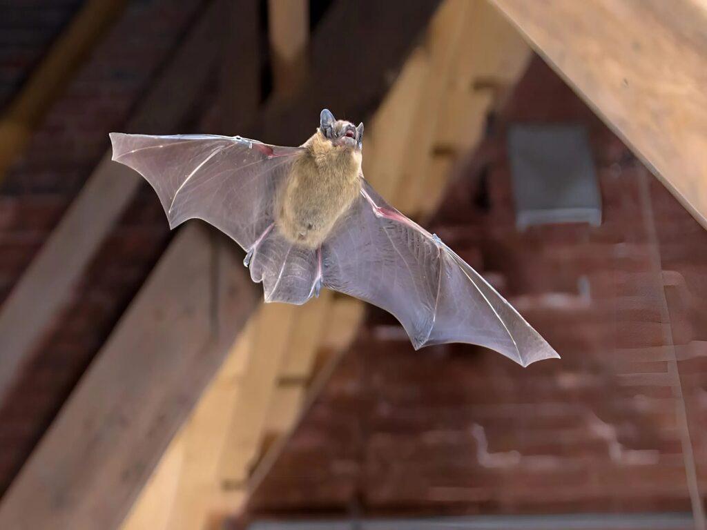 Có nên đuổi dơi khi bay vào nhà hay không?