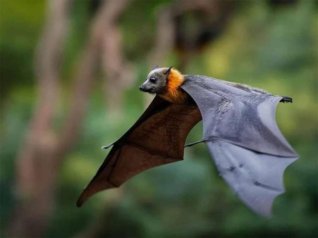 Dơi bay vào nhà là điềm gì theo quan niệm dân gian?