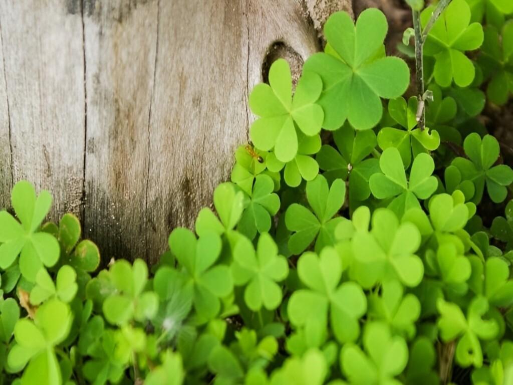 Cách phân biệt cỏ 4 lá thật – giả và ý nghĩa khi tặng nhau