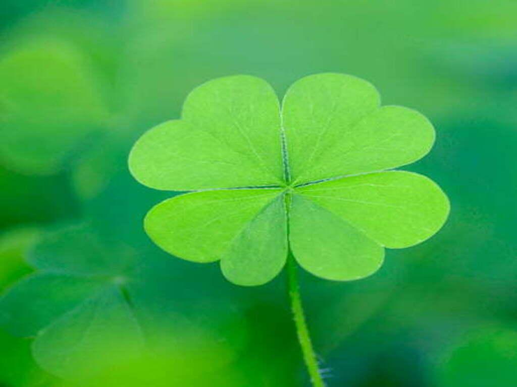 Cỏ 4 lá có thực sự mang lại may mắn không?