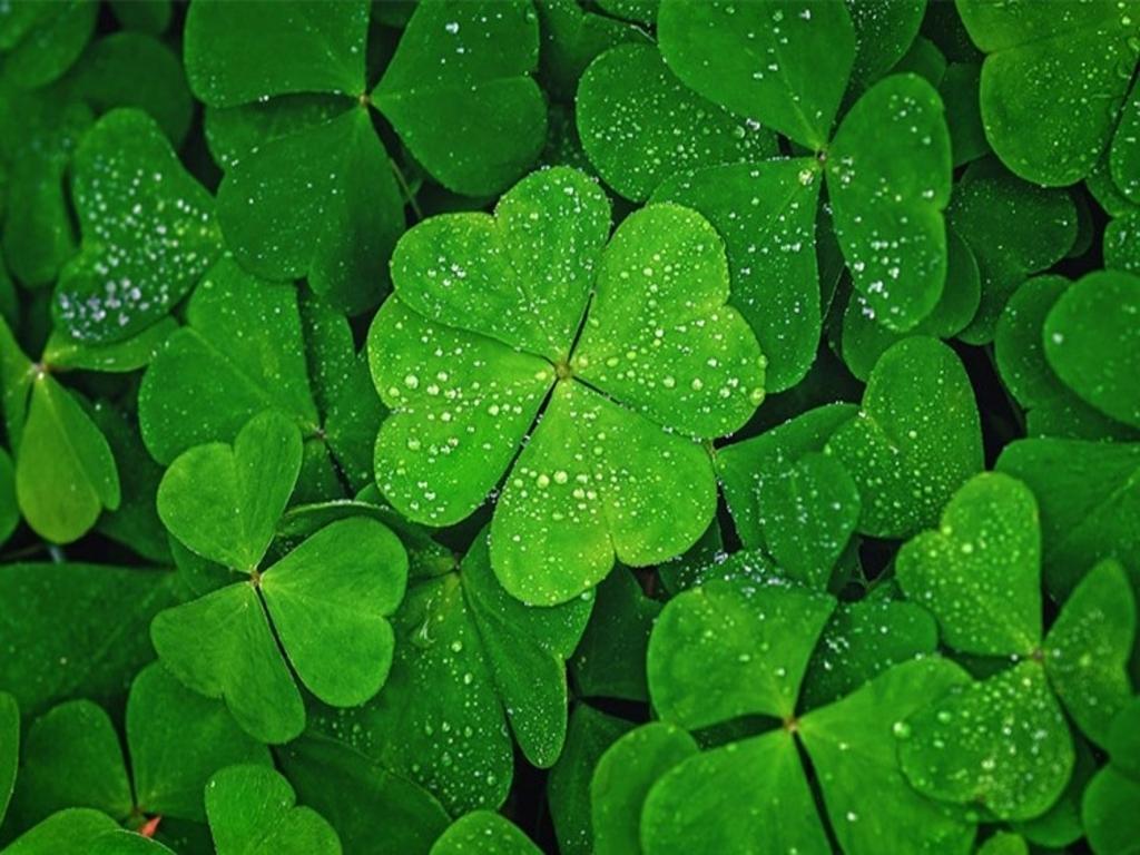 Cỏ 4 lá là gì? Tìm hiểu về loài cỏ đặc biệt trong tự nhiên