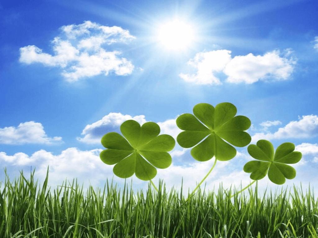 Truyền thuyết và nguồn gốc biểu tượng cỏ 4 lá