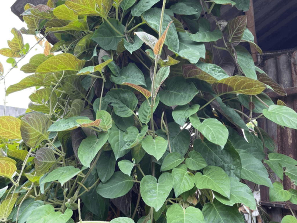 Lá mơ lông là gì? Đặc điểm và nguồn gốc phổ biến