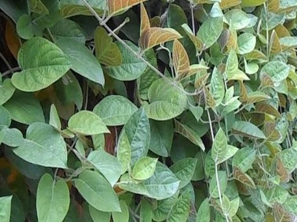 Một số lưu ý khi sử dụng lá mơ lông để chữa bệnh