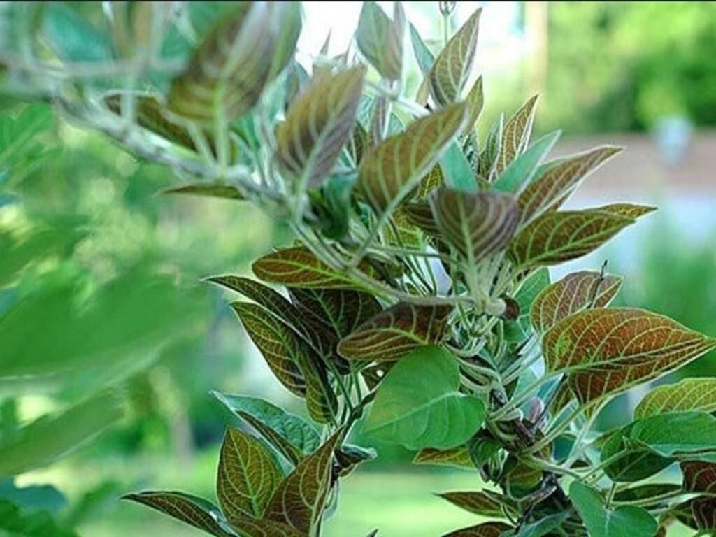 Thành phần dược tính có trong lá mơ lông