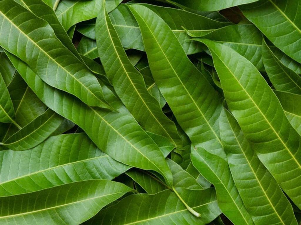 Lá xoài là gì? Đặc điểm và giá trị trong y học dân gian
