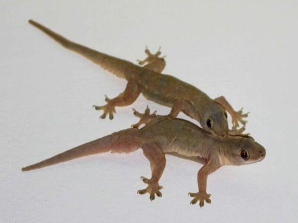 Những cách đuổi thằn lằn đơn giản, hiệu quả