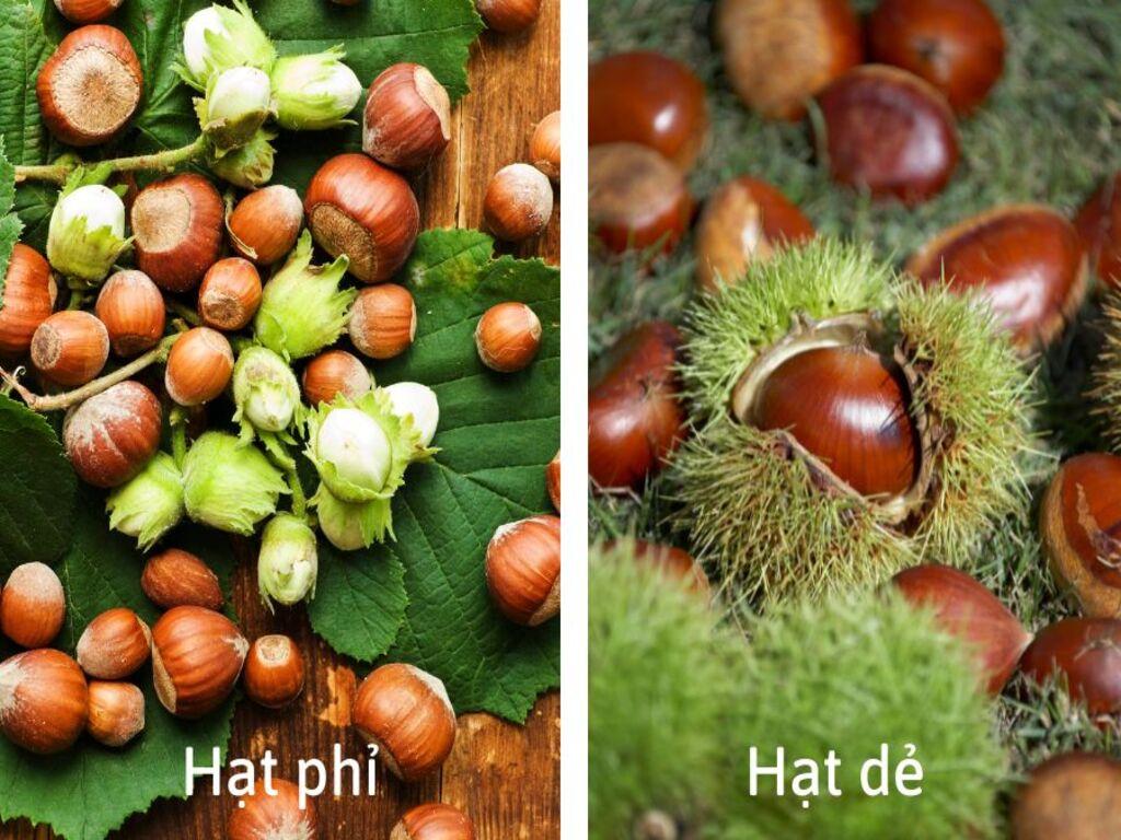 Giới thiệu chung về cách phân biệt hạt phỉ và hạt dẻ