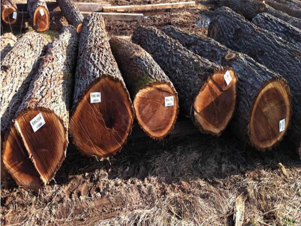 Cây óc chó có trồng ở Việt Nam không?