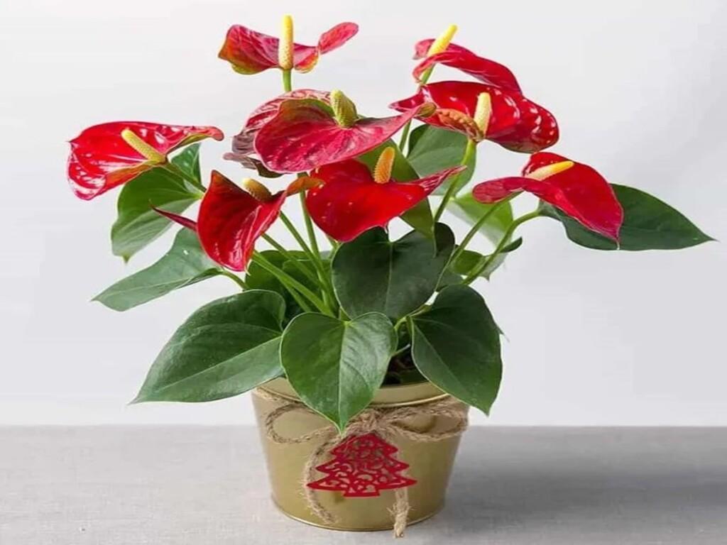 Cây hồng môn hợp mệnh gì và cách chọn trồng