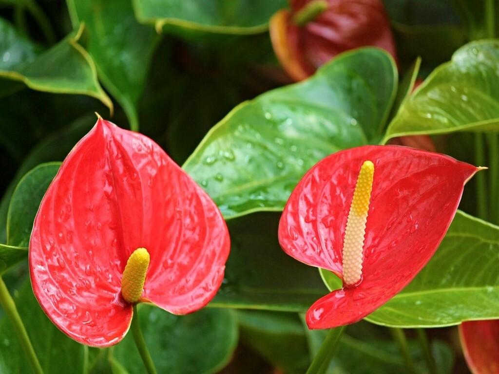Ý nghĩa cây hồng môn trong phong thủy và đời sống